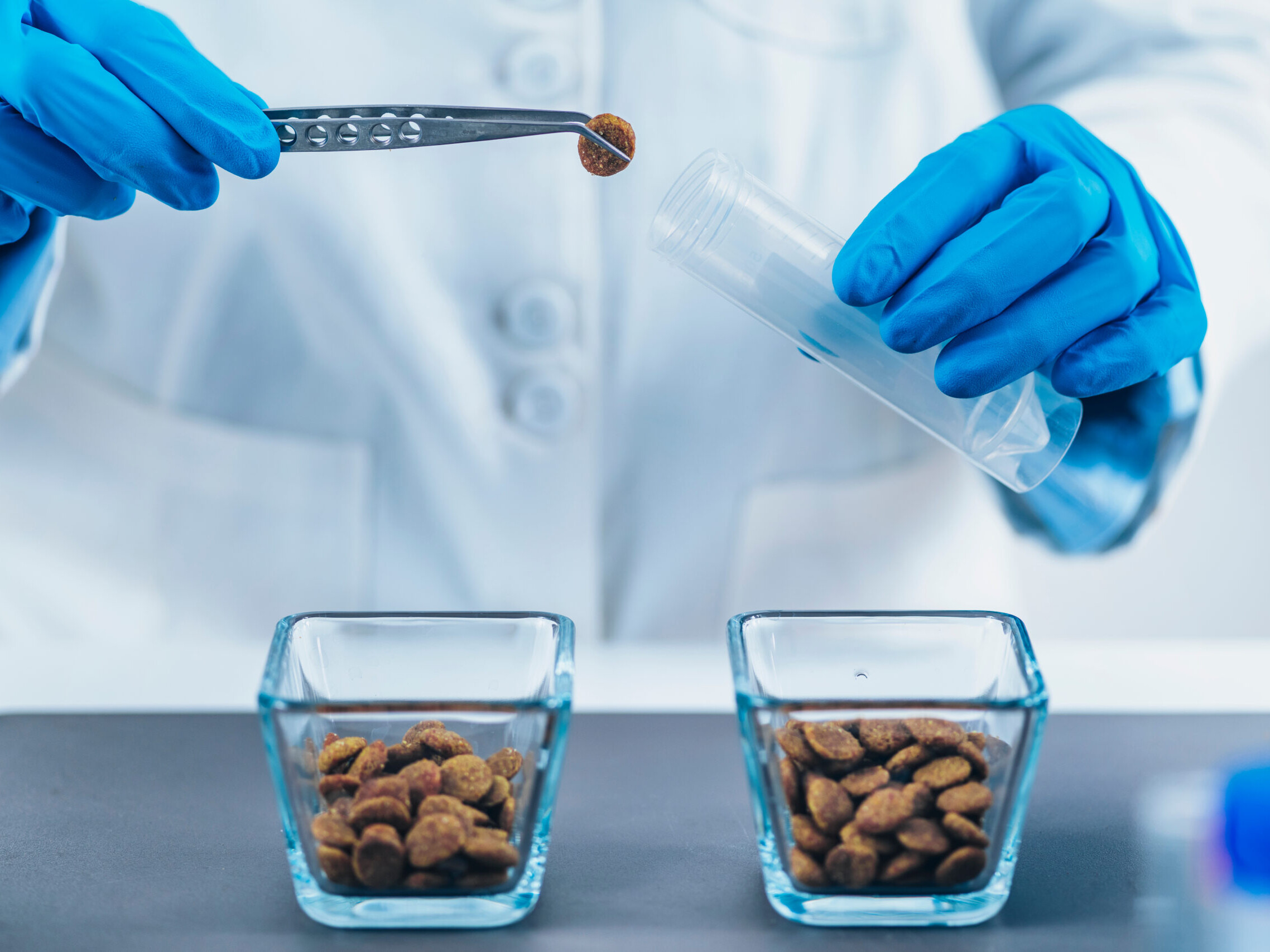 Person mit blauen Handschuhen f&uuml;llt mit einer Pinzette kleine braune Pellets aus einem Reagenzglas in zwei quadratische Glasbeh&auml;lter